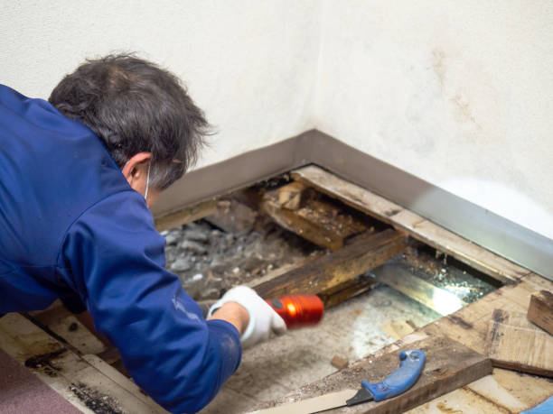 Best Attic Mold Removal  in Sylvania, OH