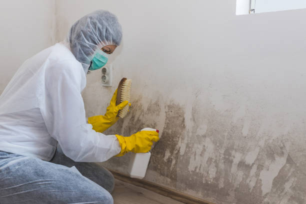 Attic Mold Removal in Sylvania, OH