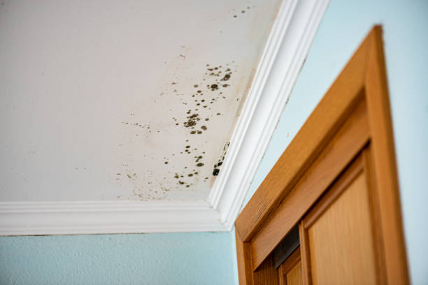 Best Mold Remediation  in Sylvania, OH