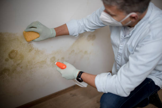 Best Mold Damage Repair  in Sylvania, OH