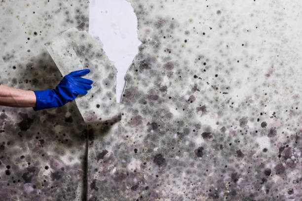 Best Crawl Space Mold Removal  in Sylvania, OH