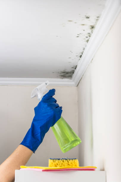 Best Mold Removal and Inspection  in Sylvania, OH